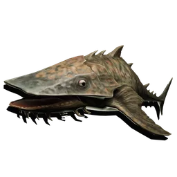 Shovelnose